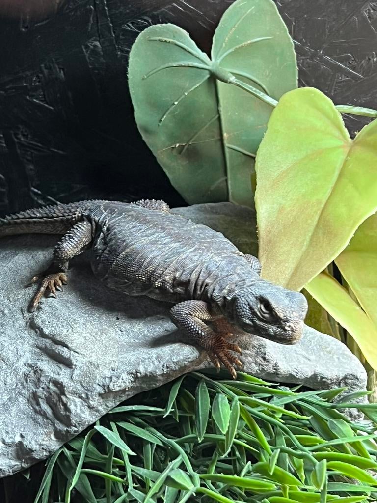 Uromastyx dispar flavifasciata 0.0.2, Dieren en Toebehoren, Reptielen en Amfibieën, Hagedis, Tam, 0 tot 2 jaar