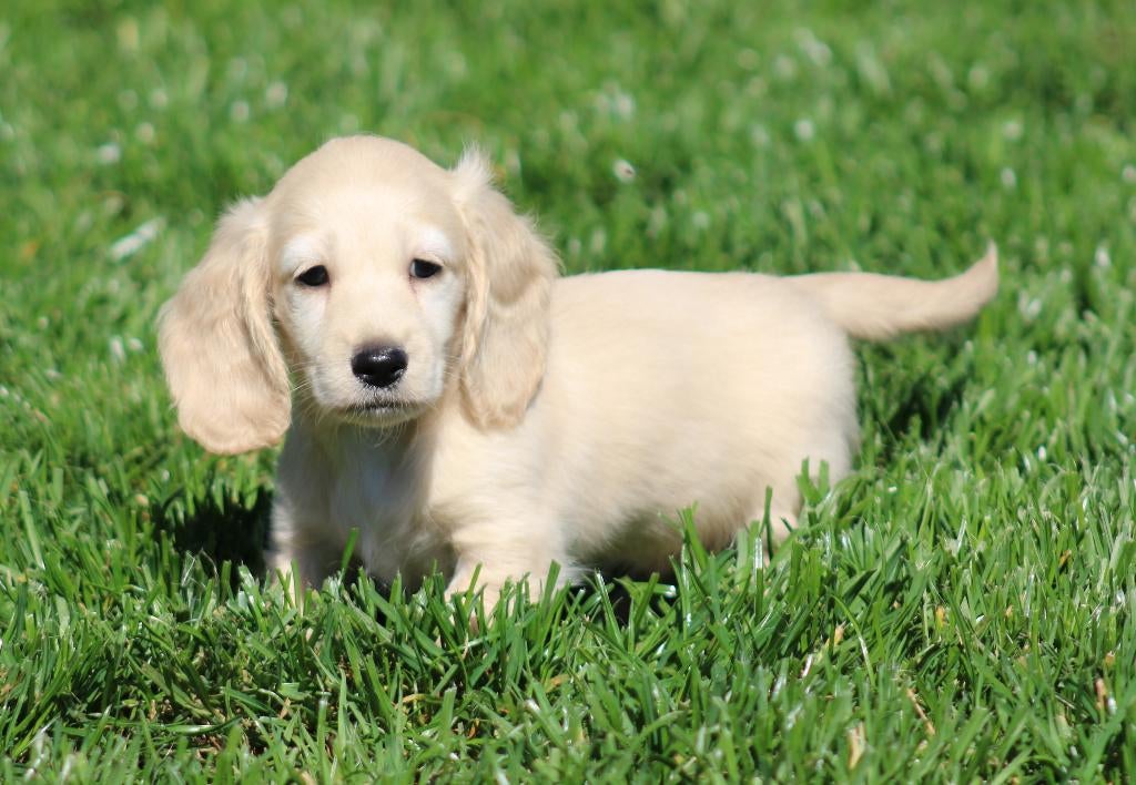 Teckel pups Cream, Parvo, België, Reu, 8 tot 15 weken