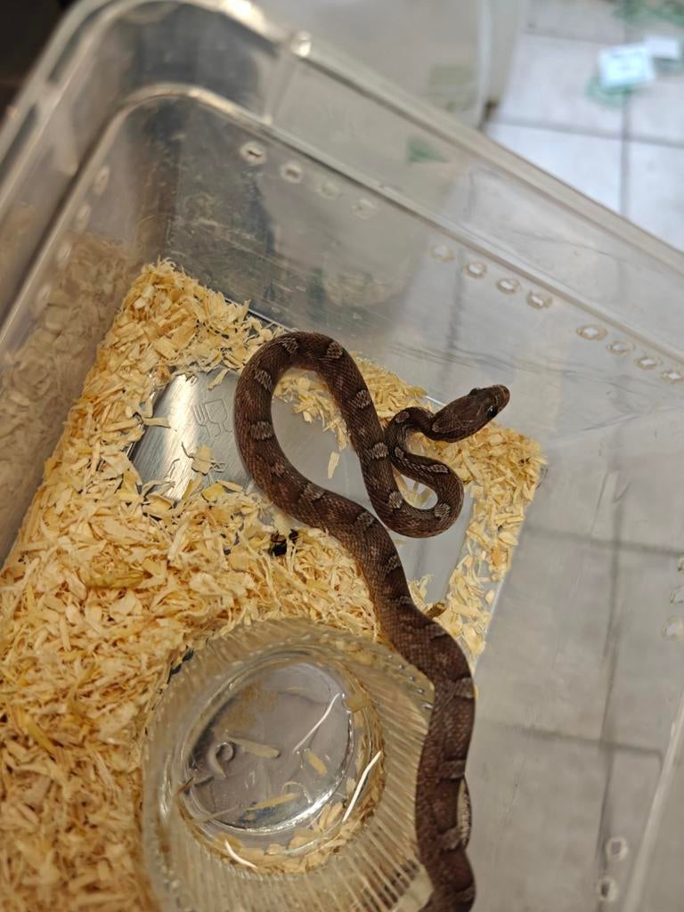 Rat Snake en étain, Animaux & Accessoires