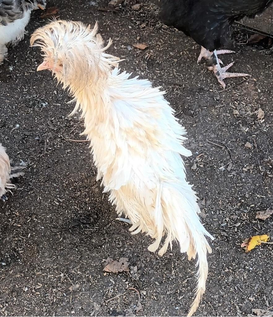 Padua haan, Plusieurs animaux, Poule ou poulet