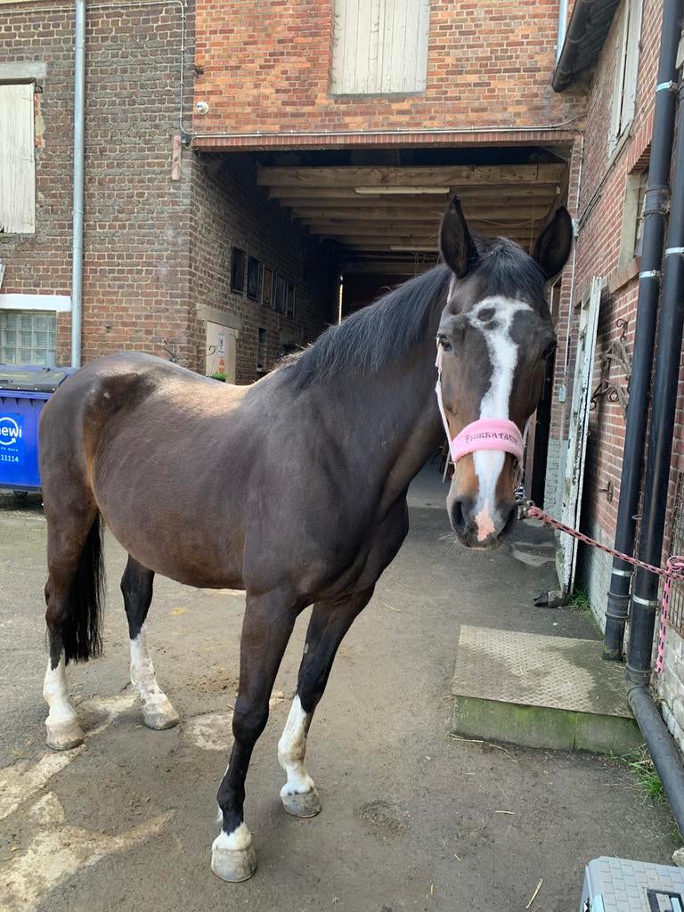 Wandelpaard, Dieren en Toebehoren, Paarden, Merrie, Met stamboom, Zadelmak, 11 jaar of ouder