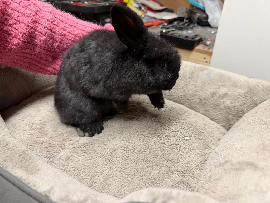 Minilop, Mâle, Nain, Oreilles tombantes, 0 à 2 ans