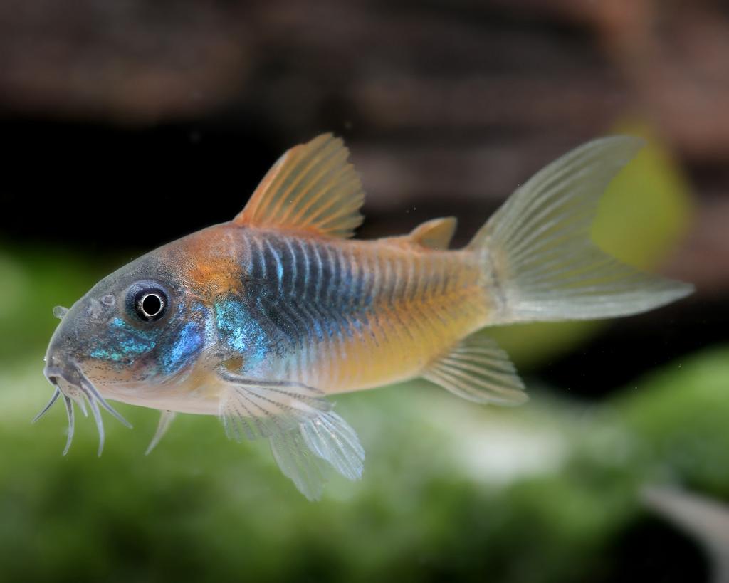 Orange venezuela corydoras, Animaux & Accessoires, Poisson, Poisson d'eau douce, Banc de poissons