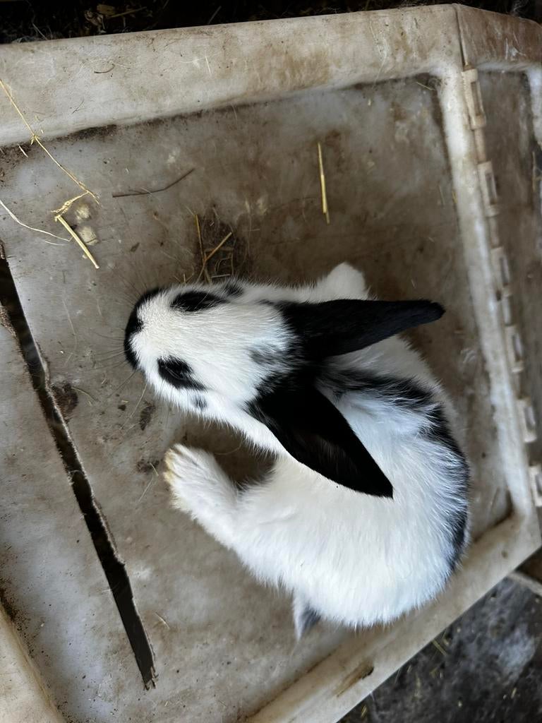 Lotharinger, reuzevlinder konijnen te koop, Dieren en Toebehoren, Konijnen, Meerdere dieren, Groot, 0 tot 2 jaar