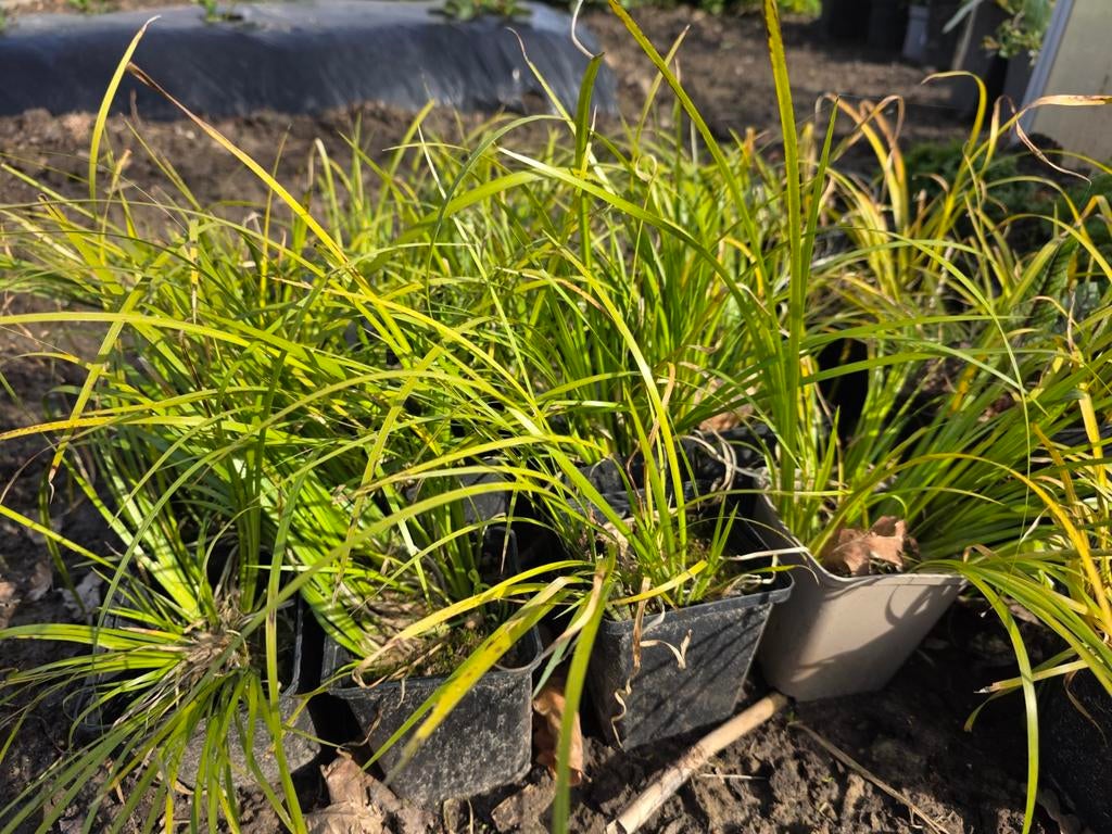 Acorus kalamus- Geurende kalmoes, Tuin en Terras, Planten | Tuinplanten, Ophalen, Vaste plant, Kruiden