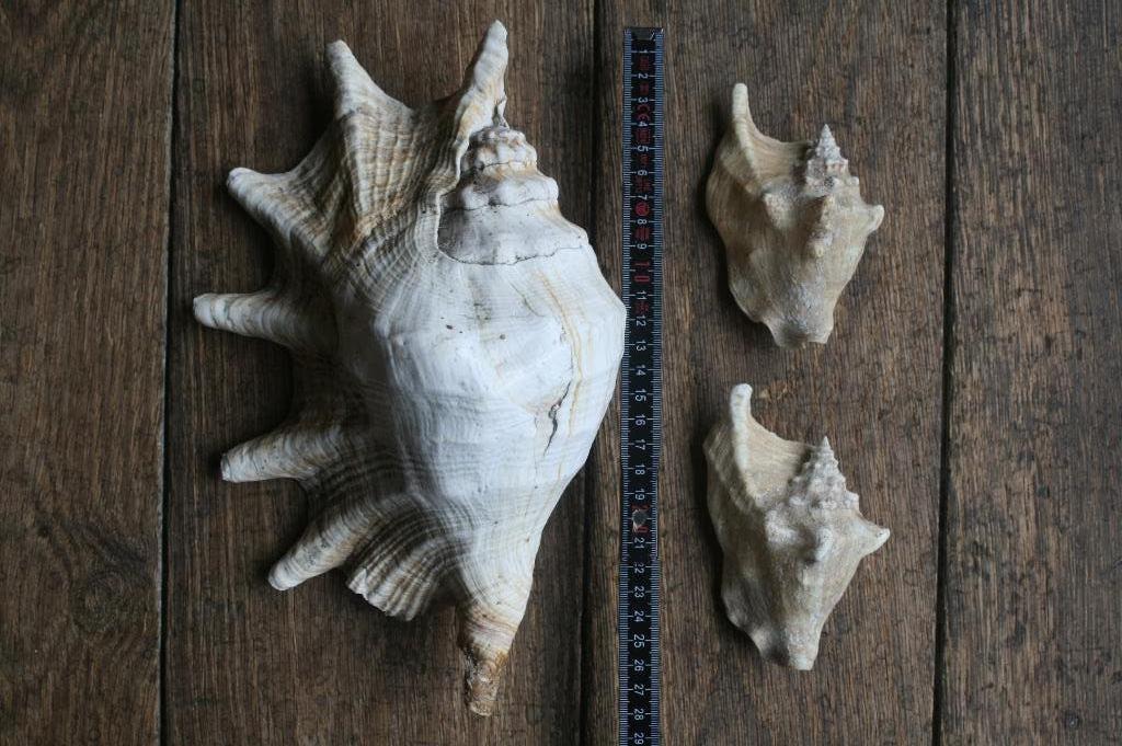 3 x schelpen 1 x Lambis (28cm) en 2 x strombus, Verzamelen, Ophalen, Schelp(en)