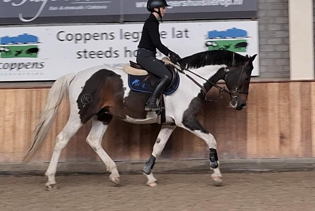 Stoere 12 jarige bonte hengst voor sport en/of fokkerij, Dieren en Toebehoren, Paarden, Hengst, M, 165 tot 170 cm, 11 jaar of ouder