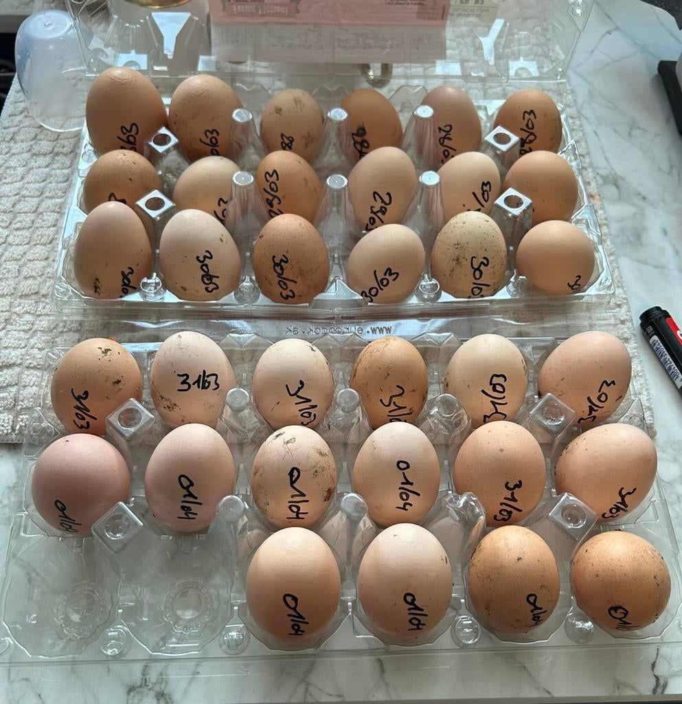 Œuf fécondé poule brahma, Animaux & Accessoires, Enlèvement ou Envoi