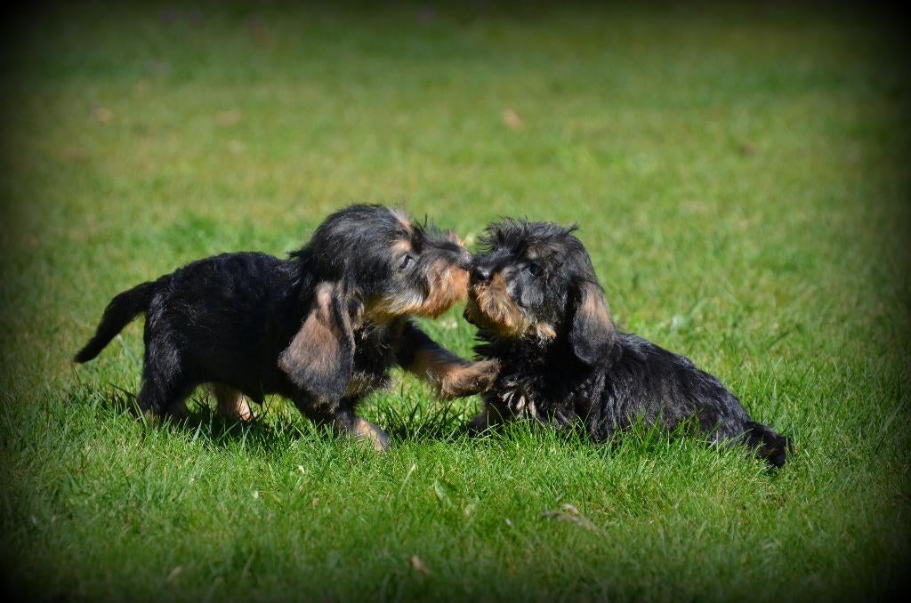 Chiots teckel à poil dur, Animaux & Accessoires, Chiens | Teckels & Bassets, Plusieurs animaux, Poils durs, Nain, Éleveur | Professionnel