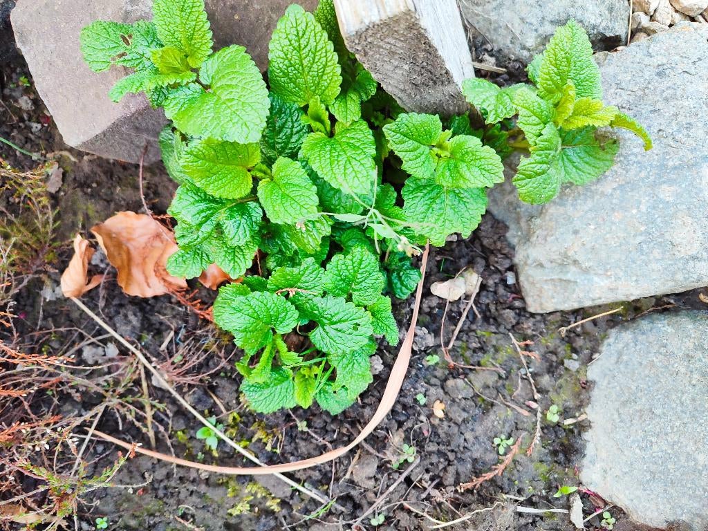 Citroenmelisse, Tuin en Terras, Planten | Tuinplanten, Ophalen, Vaste plant, Halfschaduw, Kruiden