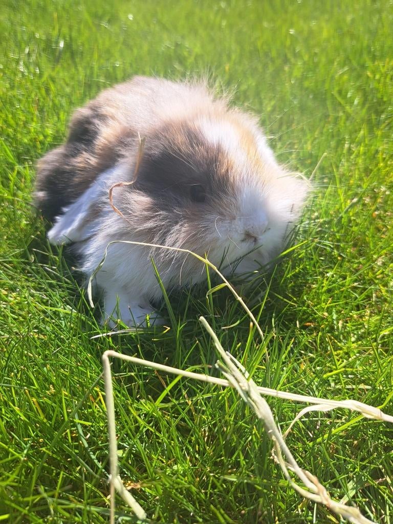 Konijnen, Dieren en Toebehoren, Konijnen, Meerdere dieren, Dwerg, Hangoor, 0 tot 2 jaar