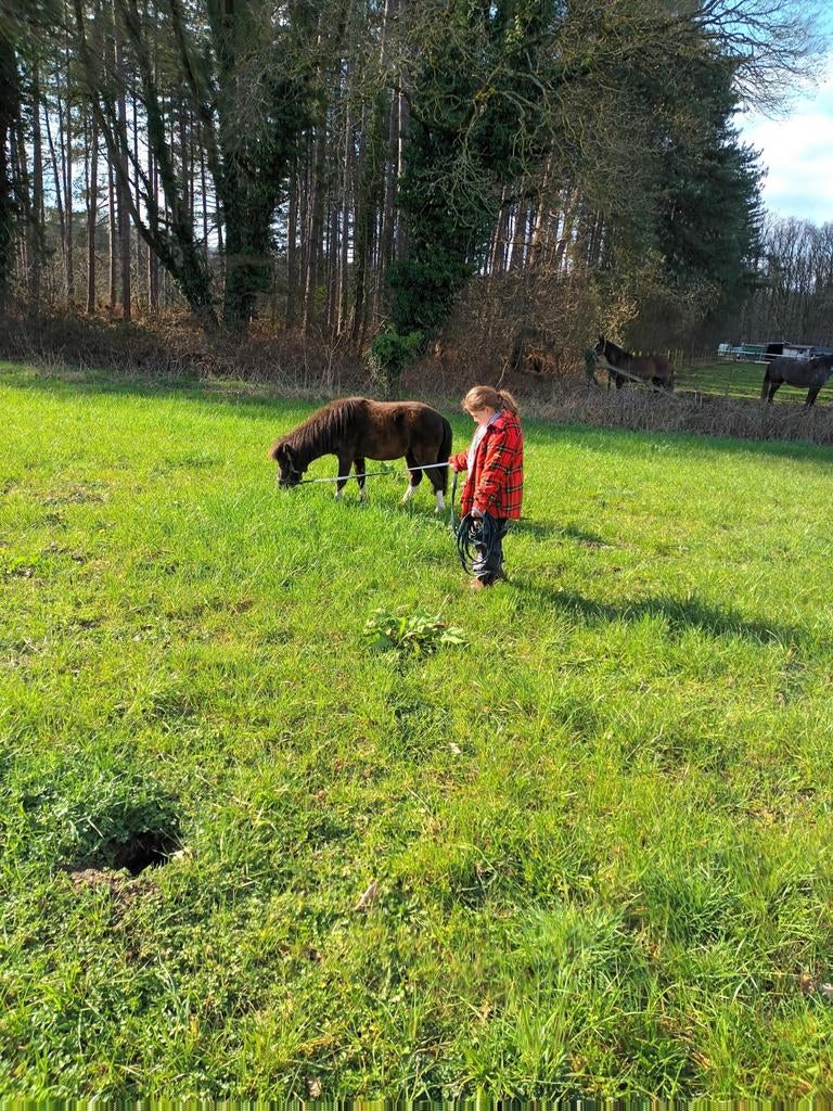 A pony, Dieren en Toebehoren, Pony's, Hengst, A pony (tot 1.17m), 0 tot 2 jaar