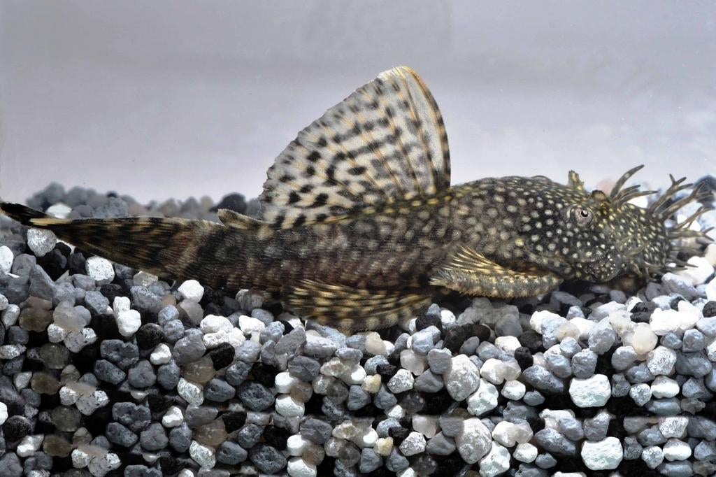 Couleur sauvage d'Ancistrussen, Animaux & Accessoires