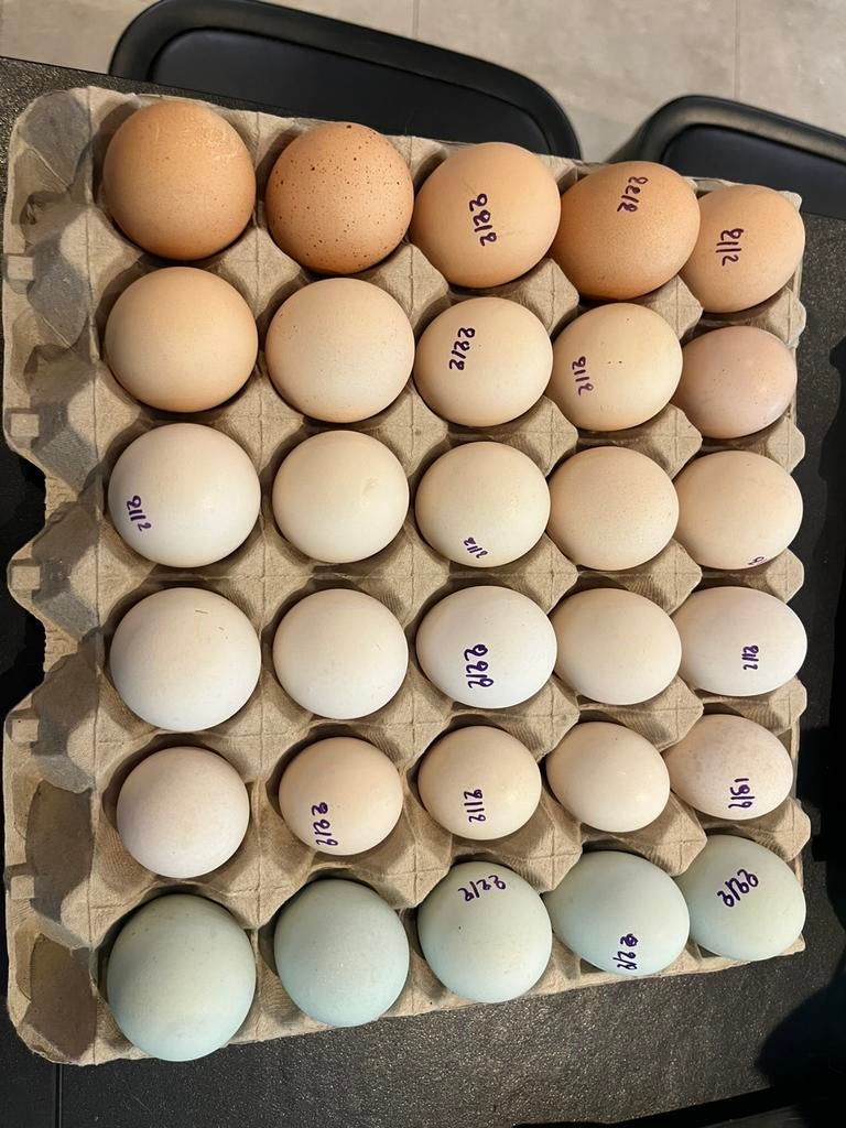 Broedeieren mix te koop, Plusieurs animaux, Poule ou poulet