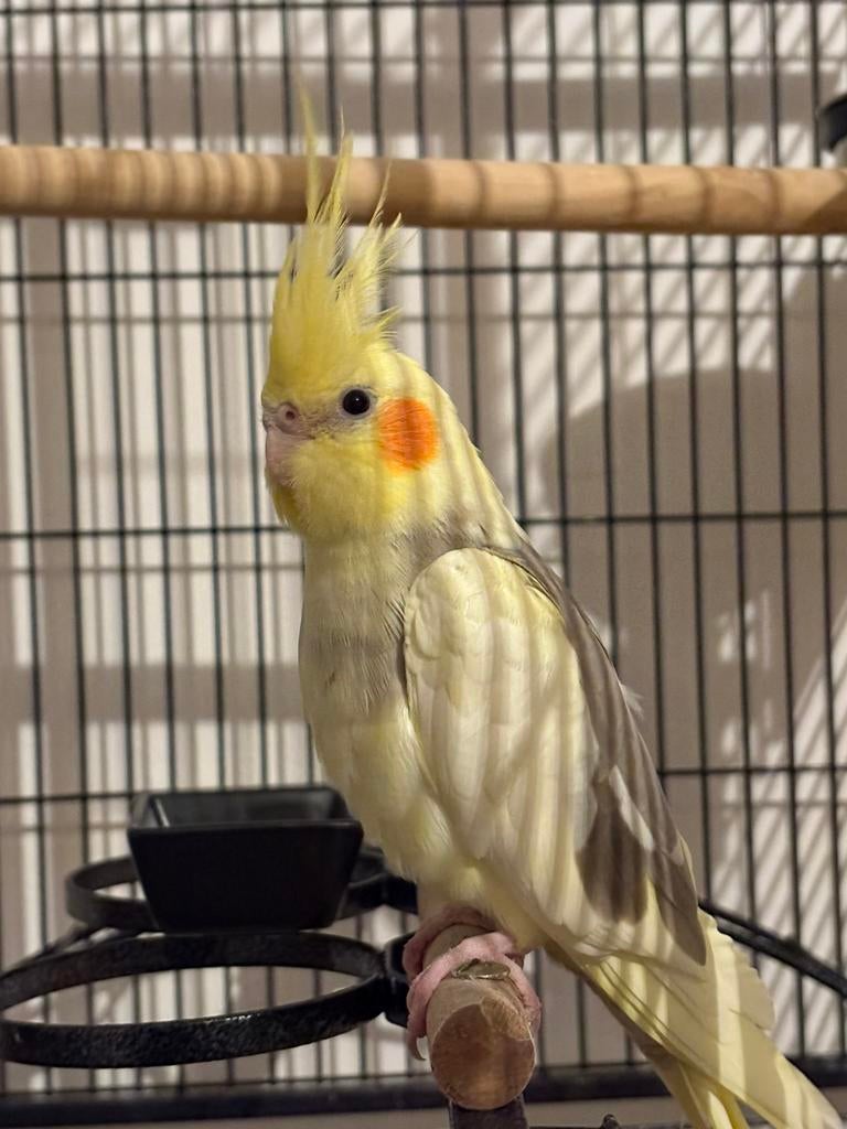 Valkparkiet inclusief kooi en toebehoren, Enlèvement, Utilisé, Métal, Cage à oiseaux