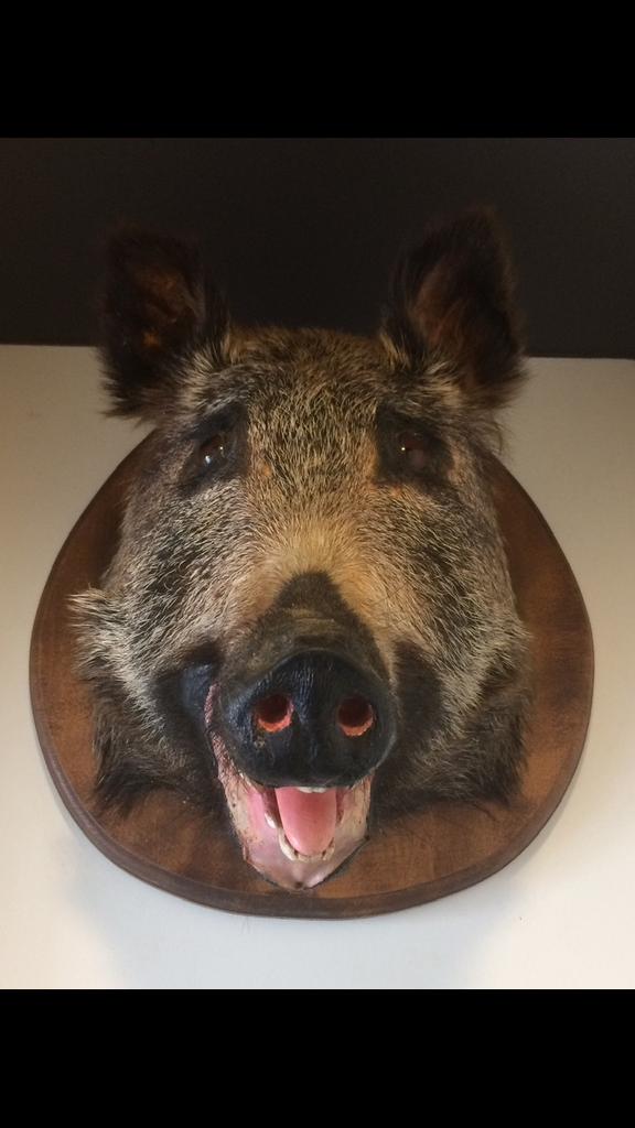 Everzwijn kop, Ophalen, Opgezet dier