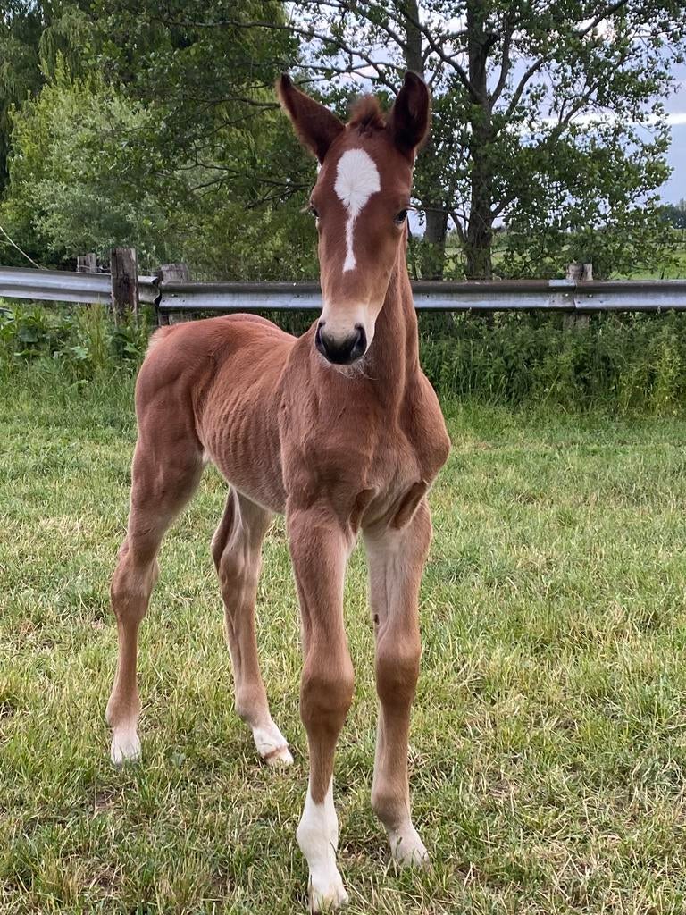 Jaarling merrie Z stamboom, Jument, Z