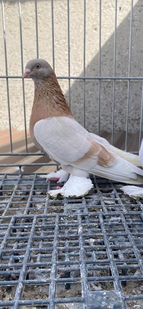 Ik zoek hem, hij is verdwenen.