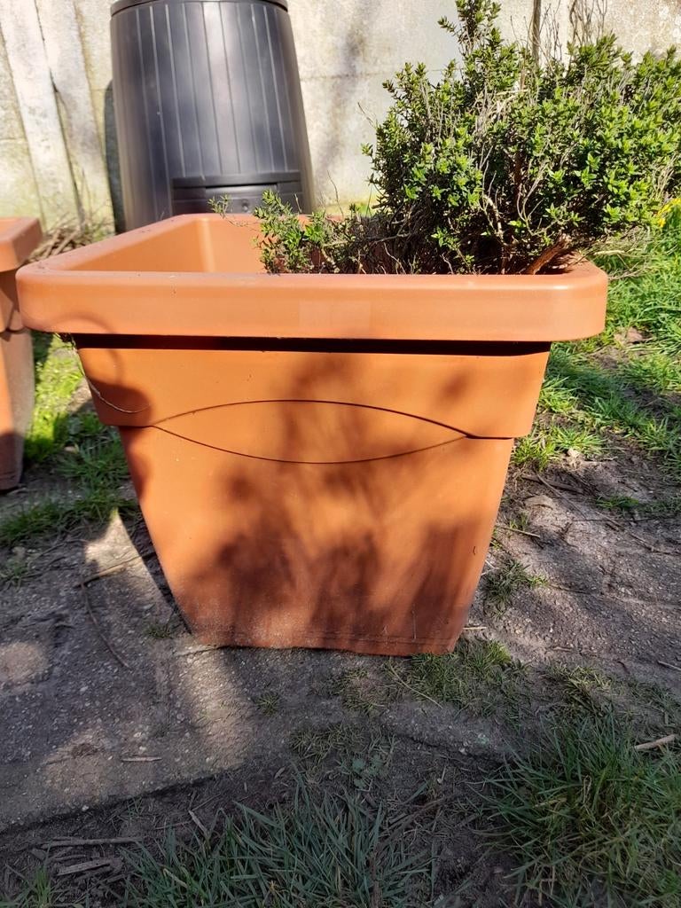 Grote bak met verse tijm prijs bespreekbaar, Enlèvement