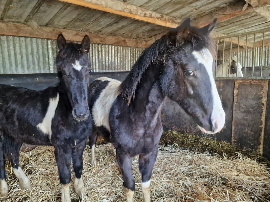 2 prachtige veulens, Enlèvement