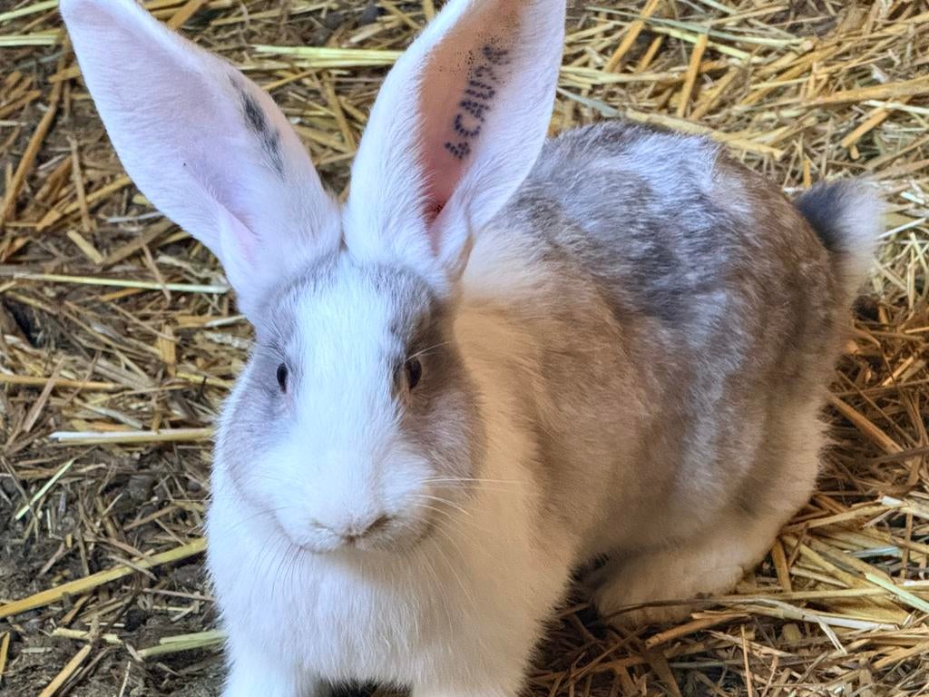 Duitse en vlaamse reuzen, Dieren en Toebehoren