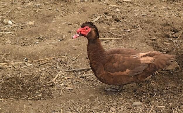 Ik zoek een bruine barberie eend woerd., Mâle, Canard