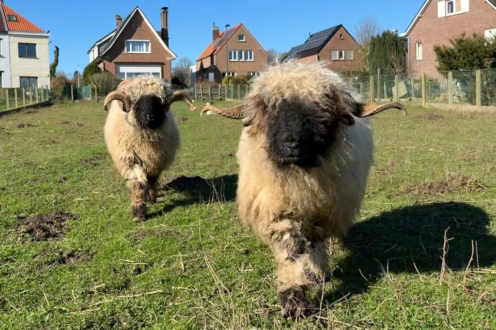 moutons, chèvres et porcs, Plusieurs animaux, Mouton