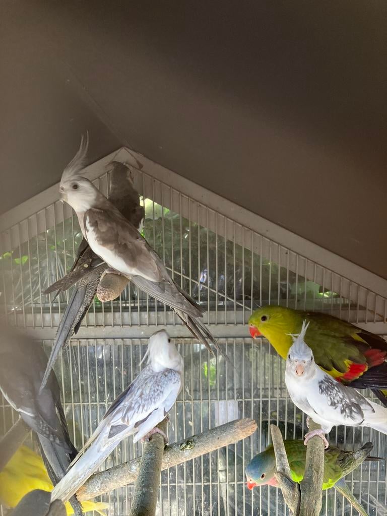 HALF TAMME WITKOP VALKPARKIETEN VANAF 60 EURO/VOGEL, Meerdere dieren, Parkiet, Tam