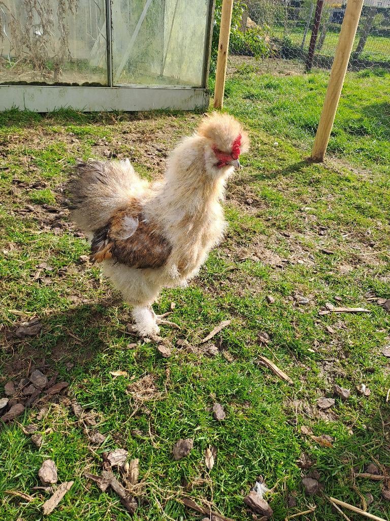 Zijdehoen haantje, Dieren en Toebehoren, Pluimvee, Mannelijk, Kip