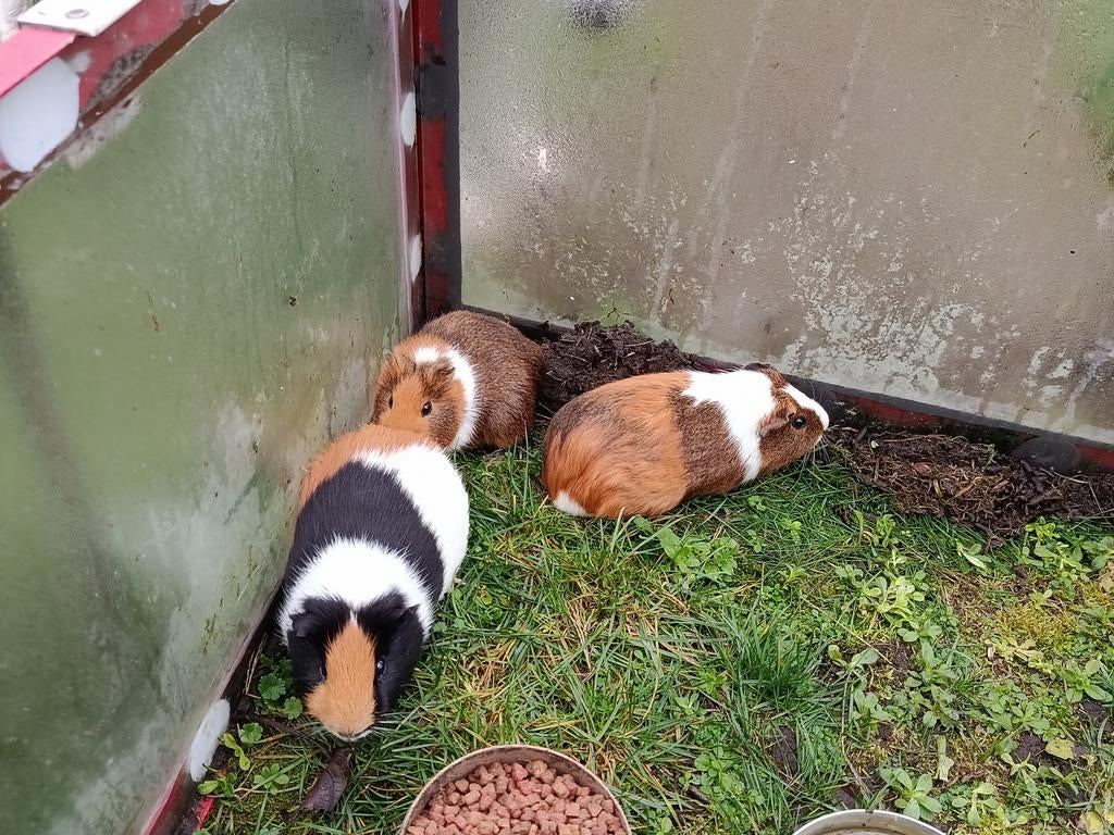 twee mannelijke cavia's, Dieren en Toebehoren, April, Cavia