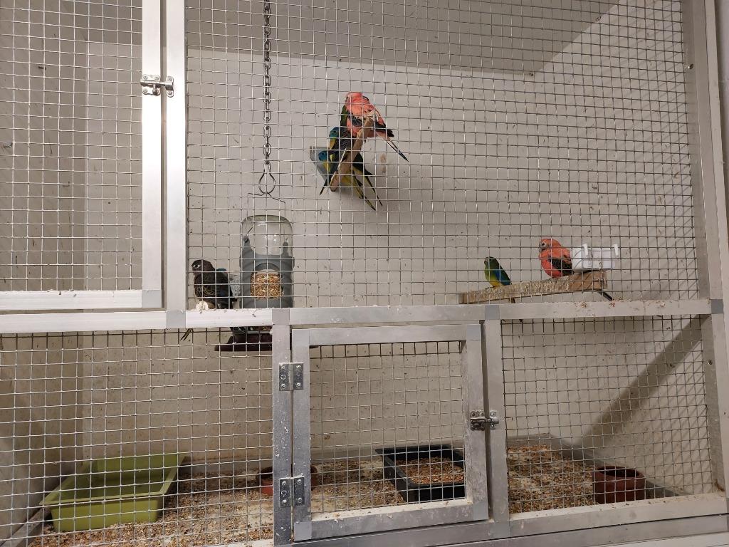 Bourkes parkieten, Dieren en Toebehoren, Vogels | Parkieten en Papegaaien