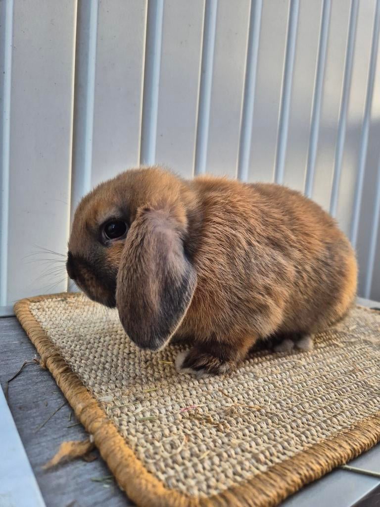 Nederlandse hangoordwerg ram, Dieren en Toebehoren, Mannelijk, Dwerg, Hangoor, 0 tot 2 jaar