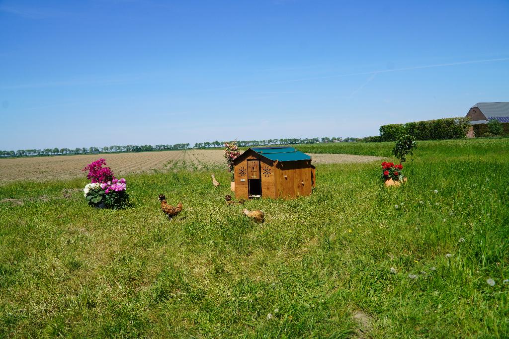 Trespa Kippenhok Cucciolotta | Chalet L, Enlèvement ou Envoi, Neuf, Poulailler