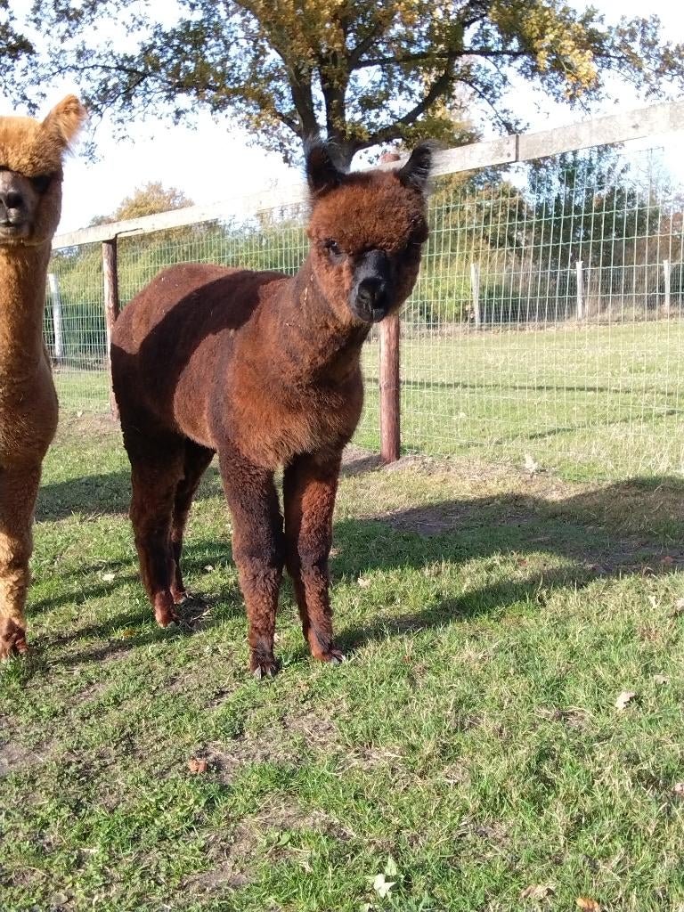 Alpaca merrie, Dieren en Toebehoren, Overige Dieren, Vrouwelijk, April