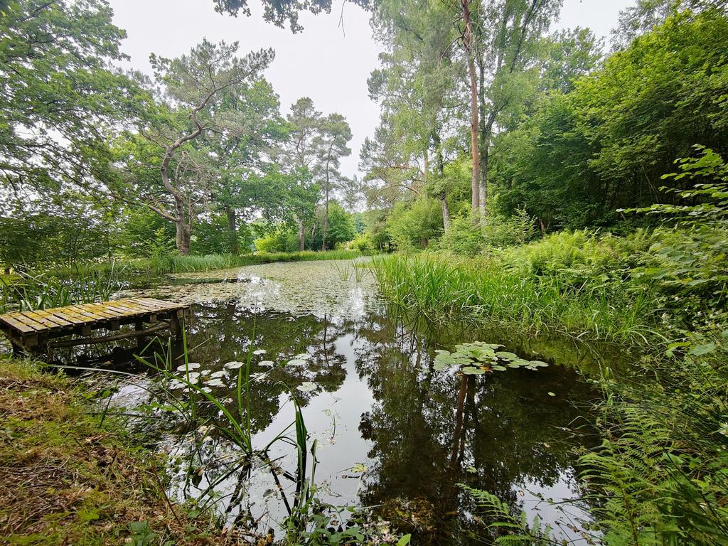 Terrain avec étangs naturels en zone forestière Gedinne, Immo