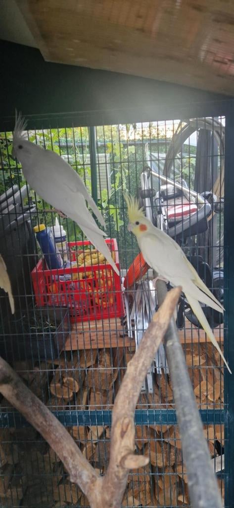 Verschillende valkparkieten en vogelkooien, Dieren en Toebehoren, Parkiet