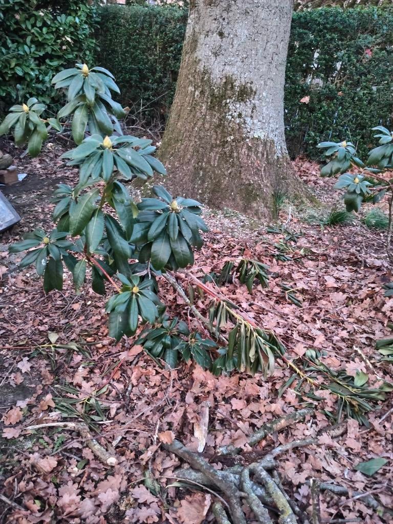 Rhododendron, Ophalen