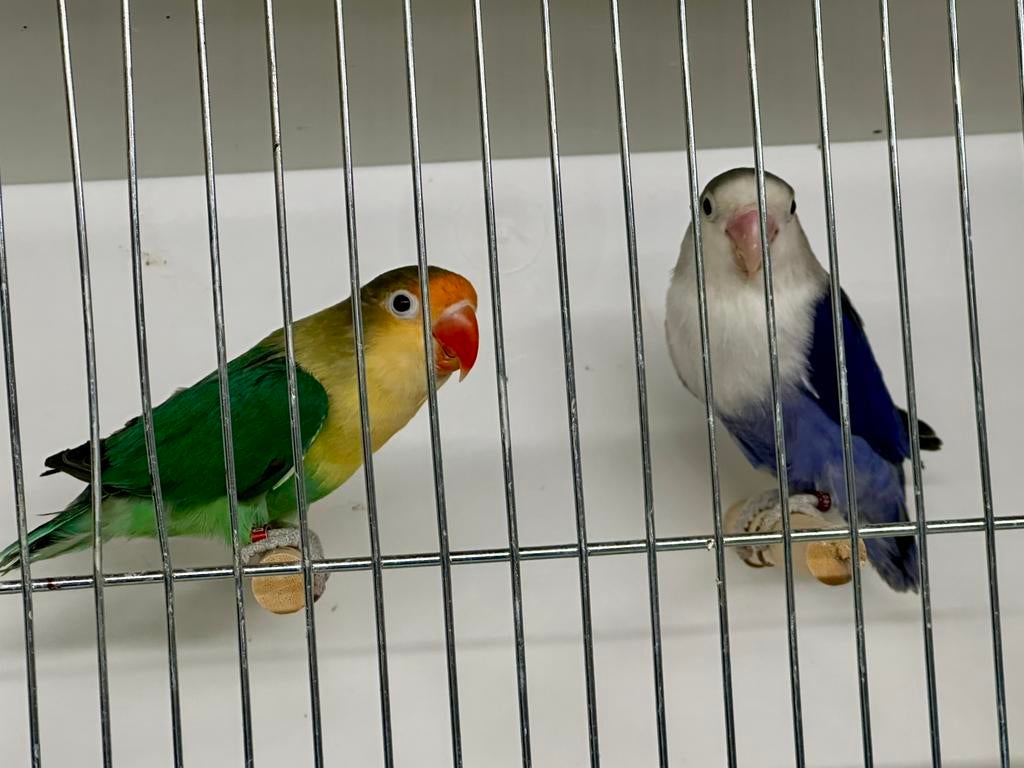 Fors koppel Agapornis fischeri, Dieren en Toebehoren, Vogels | Parkieten en Papegaaien, Meerdere dieren, Dwergpapegaai of Agapornis