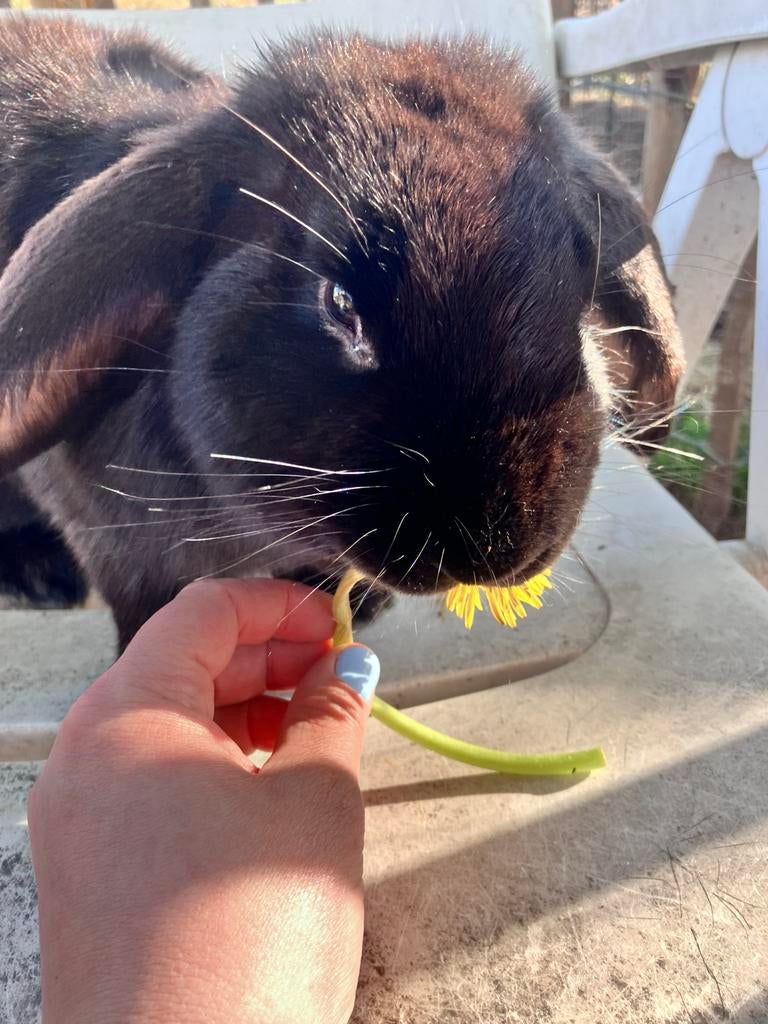 Franse hangoor ram, Oreilles tombantes