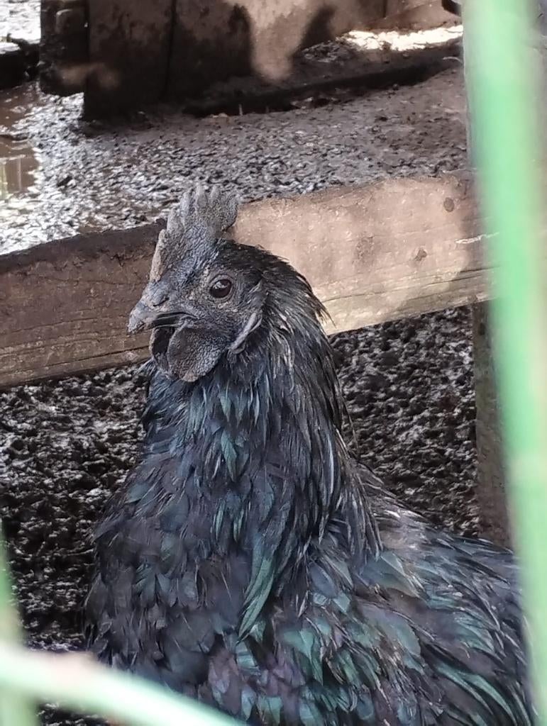 HAAN - AYAM CEMANI, Dieren en Toebehoren, Pluimvee, Mannelijk, Kip