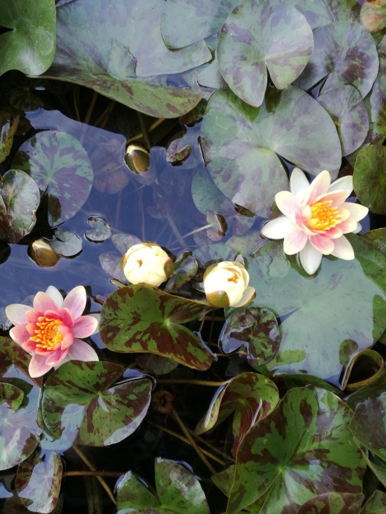 Waterlelie te geef, Ophalen