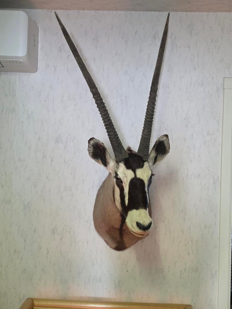 Oryx antilope, Antiek en Kunst, Ophalen
