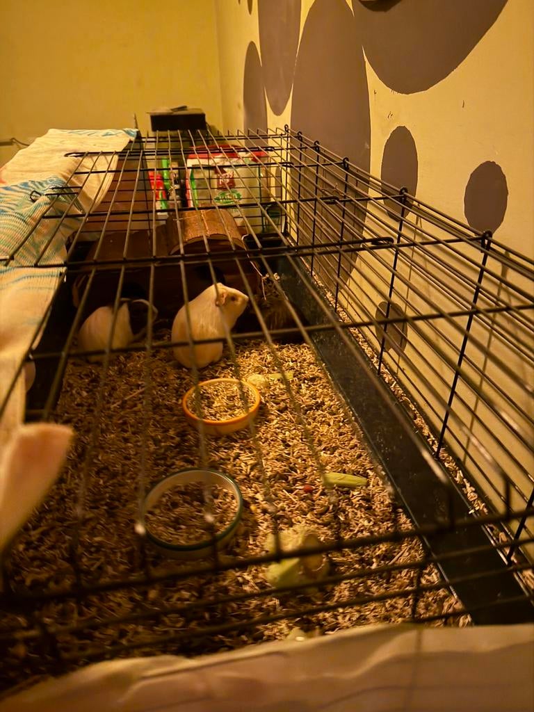 Cavia’s mama papa en 3 babys met hok alles erbij, Dieren en Toebehoren, Ophalen, Hok, Cavia