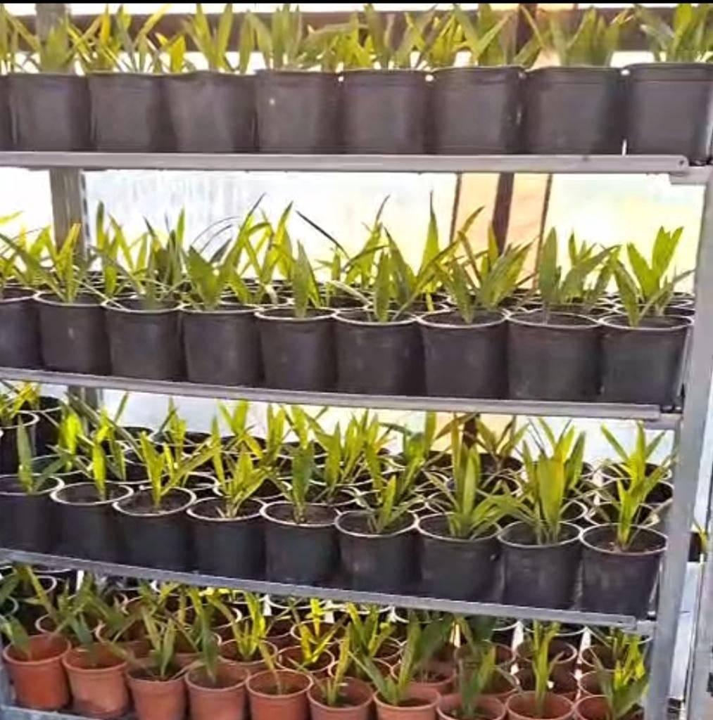 100 morceaux de palmier | Trachycarpus wagnerianus, En pot, Moins de 100 cm, Ombre partielle, Printemps