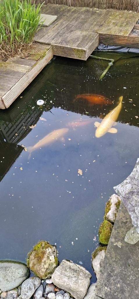 5 kois, Dieren en Toebehoren, Vissen | Vijvervissen