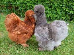 poules soie beaucoup de couleurs ACTION 4+1 GRATUIT, Animaux & Accessoires, Volatiles, Poule ou poulet, Femelle