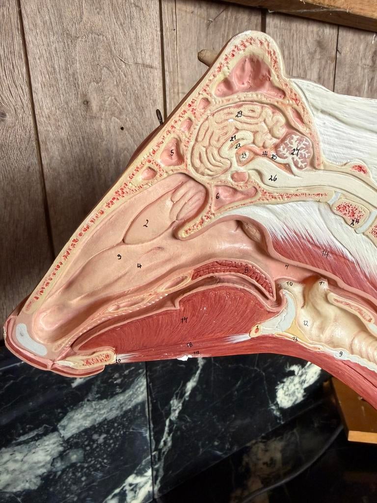 Vache anatomique supérieure, Antiquités & Art, Enlèvement