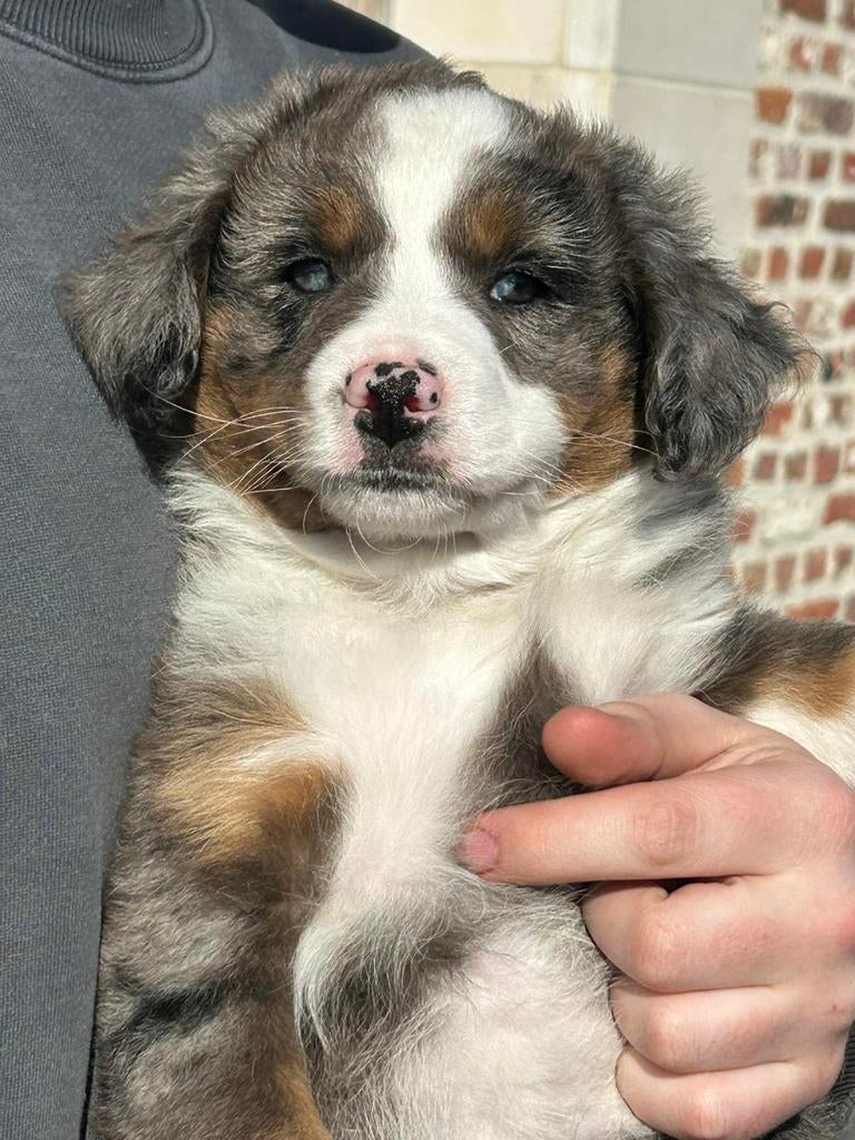 Miniature american shepherd reu, Animaux & Accessoires, Chien (mâle), Un chien, Hépatite contagieuse (maladie de Rubarth), Belgique