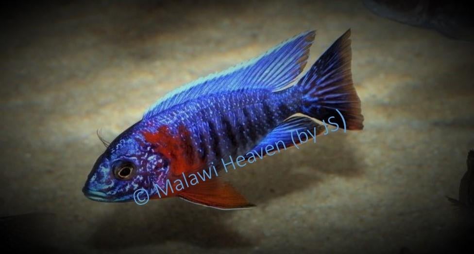 Aulonocara Stuartgranti Red Flush malawi cichliden, Dieren en Toebehoren, Vissen | Aquariumvissen, Zoetwatervis, Vis, Schoolvis