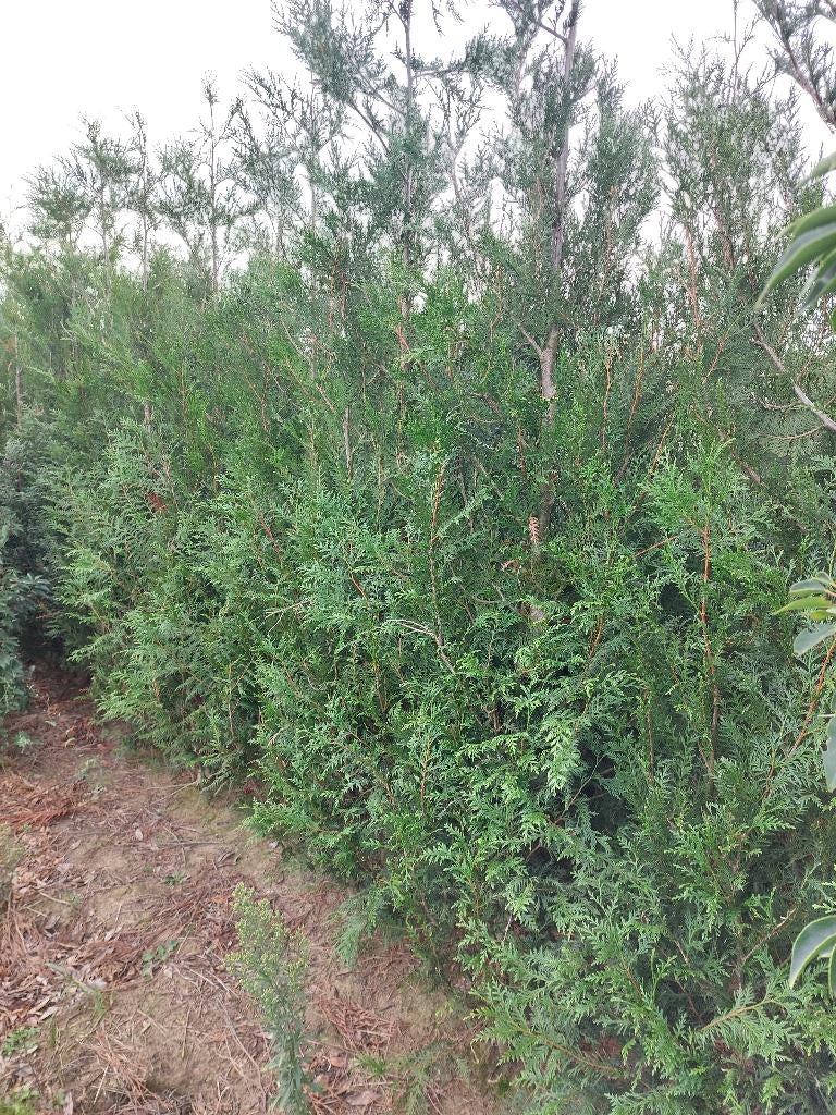 Thuja plicata Atrovirens, Tuin en Terras, Ophalen, Haag